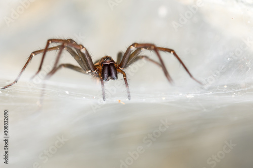 The giant house spider (Tegenaria sp) in a cave