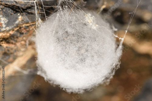 Cave spider, Meta bourneti eggs in a cave photo