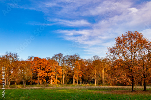 beautiful colors of autumn fall season with blue sky landscape photo
