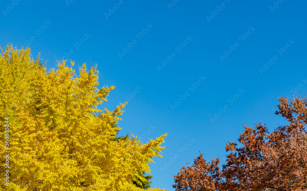 青空と紅葉した木