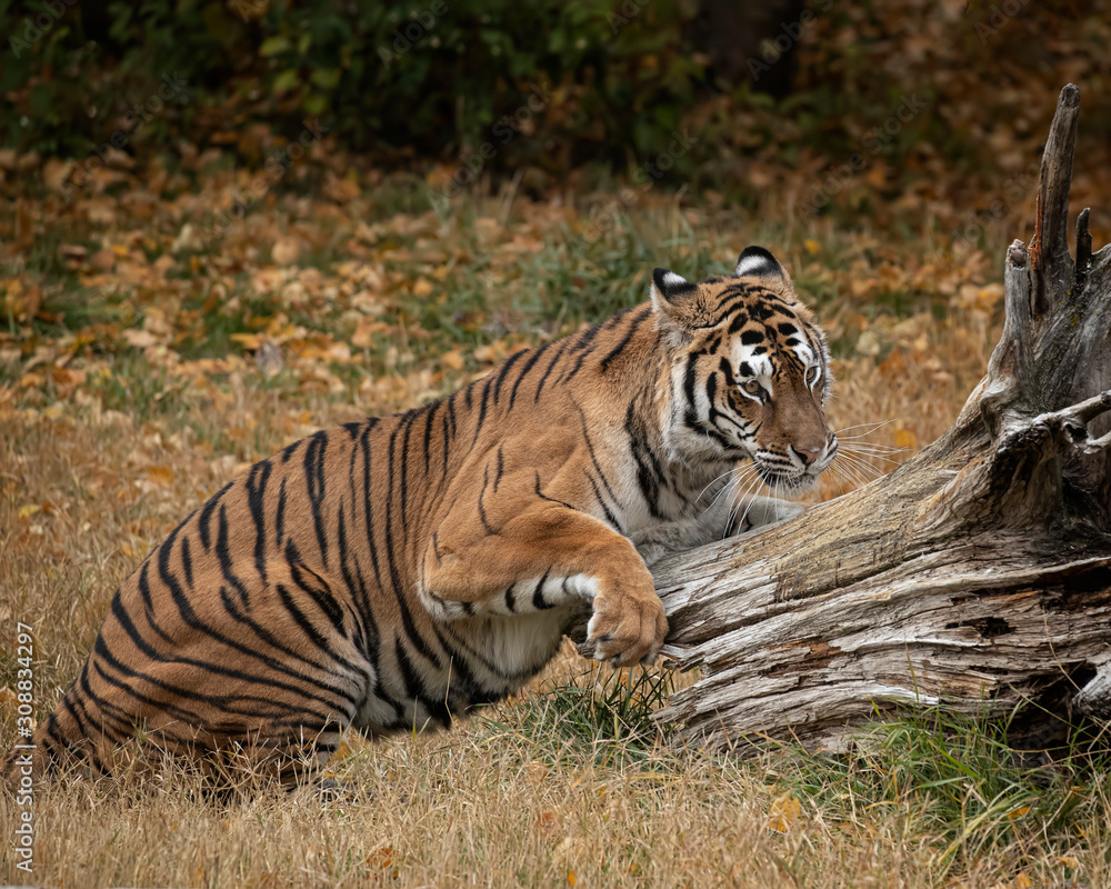 Fototapeta premium Tiger Hershey Triple D