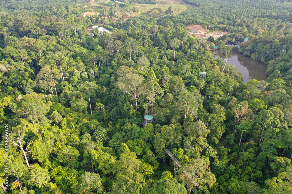 Obraz premium Aerial view of wild Borneo Rainforest or Rain Forest.