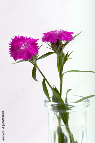 Sweet William Dianthus Barbatus in a vase.