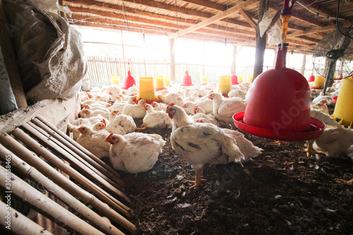 Farm for growing broiler chickens to the age of one and a half months photo