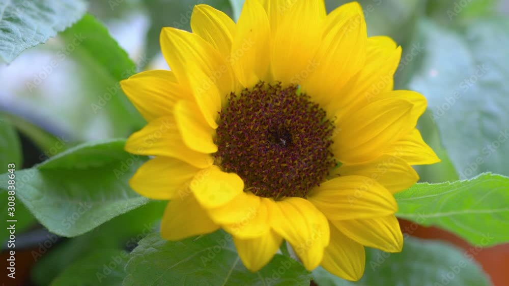 Sunflower bloom in sunny garden in 4k slow motion 60fps Sunflower bloom in sunny garden in 4k slow motion 60fps
