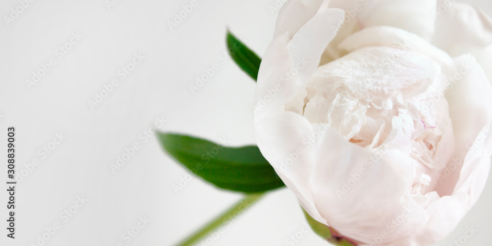 White blooming peony on a light gray background. Tender photo. Decor Beautiful flower. Background for decor, landing page, banner and other. Copy space