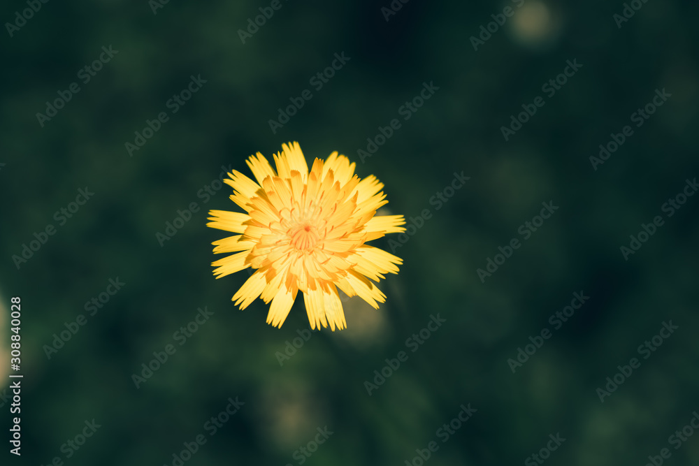 isolated Chamomile flowers background; nature background