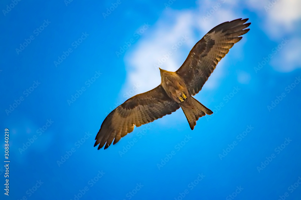 Fototapeta premium Black kite, Milvus migrans in flight in Senegal, Africa. Close up photo of big eagle. It is wildlife photo. There is blue sky.