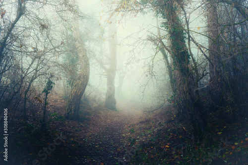 Scary forest with a misty pathway. Misterious foggy landscape with purple film filter