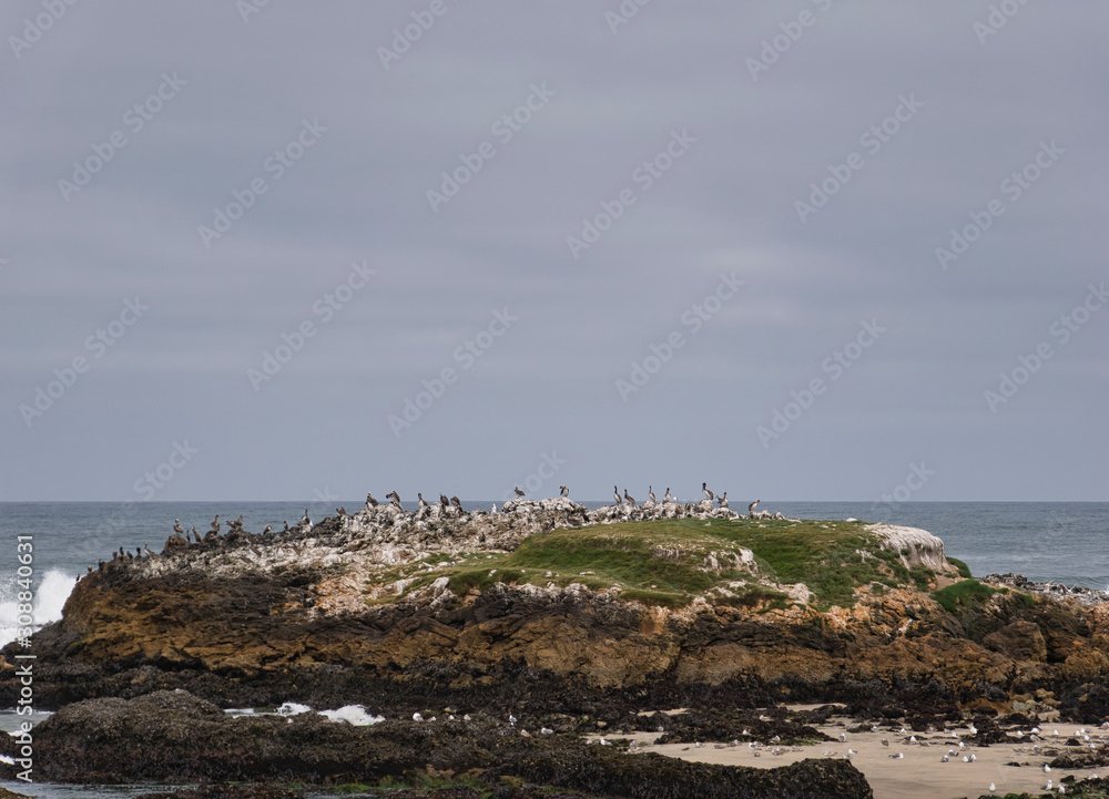 Vogelfelsen an der Küste mit Pelikanen und Möven