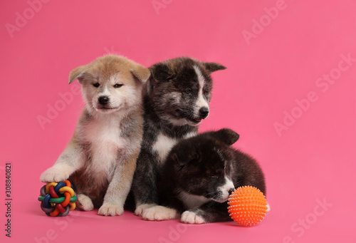 Cute Akita inu puppies with toys on pink background. Friendly dogs