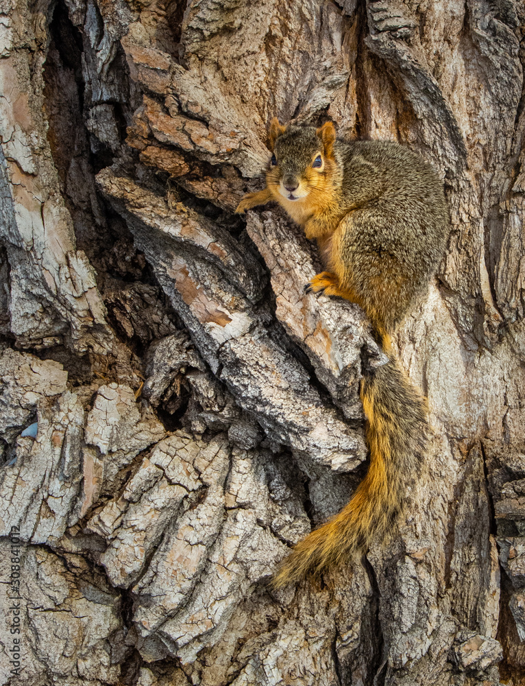 Squirrel Hiding in the Bark of a Large Cottonwood Tree Squirrel Hiding in the Bark of a Large Cottonwood Tree