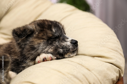 Akita inu puppy on pillow indoors. Cute dog
