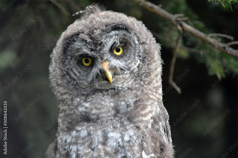 Obraz premium Whoooo Me?