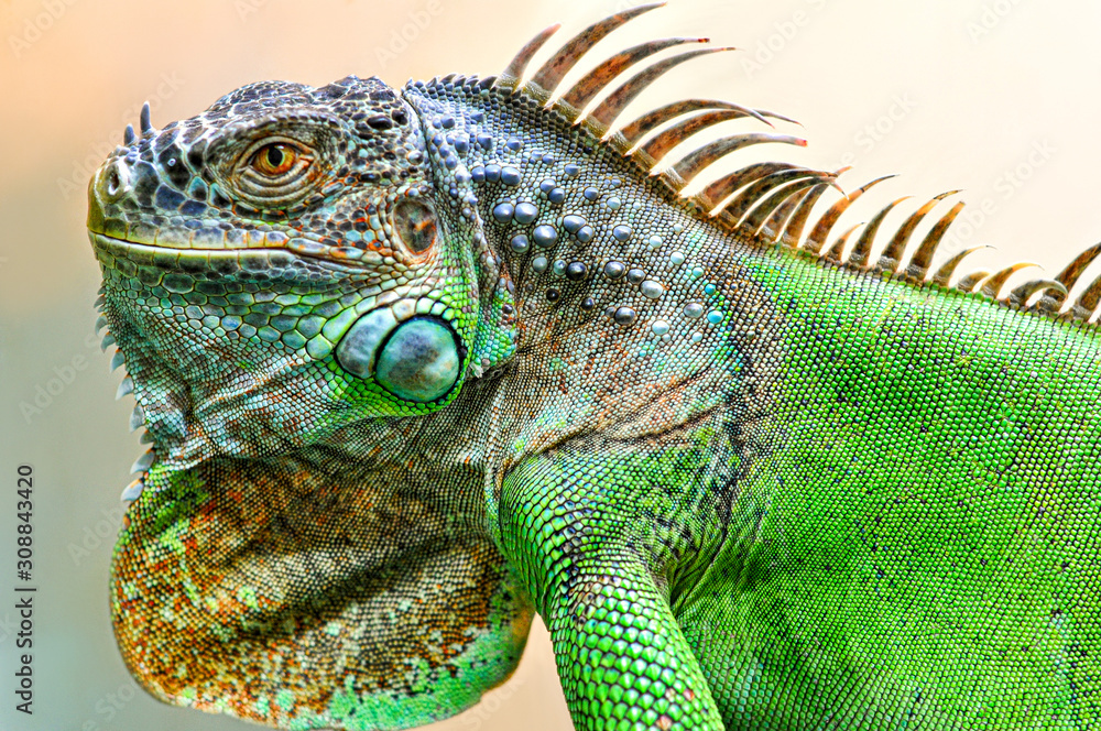 A big iguana lizard on green background.