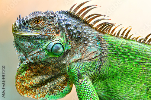 A big iguana lizard on green background.