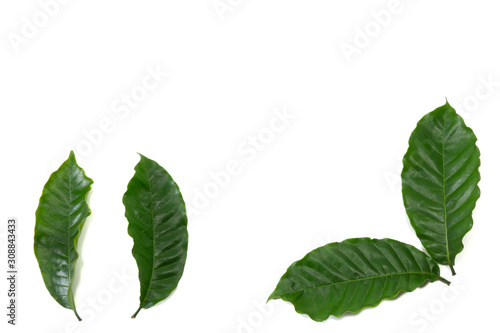 Coffee leaf isolated a white background