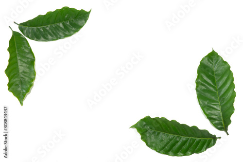 Coffee leaf isolated a white background