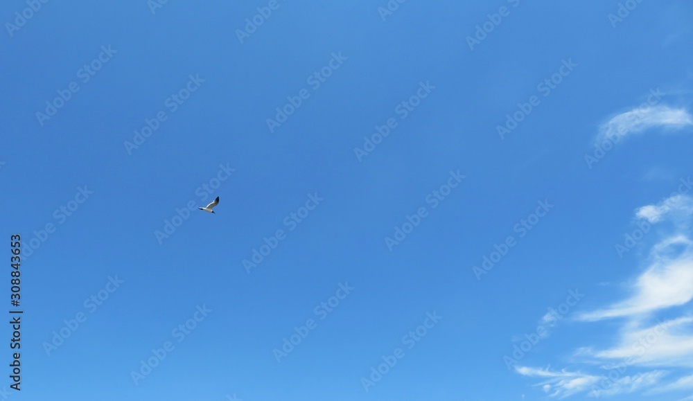Bird in blue sky, natural skies background