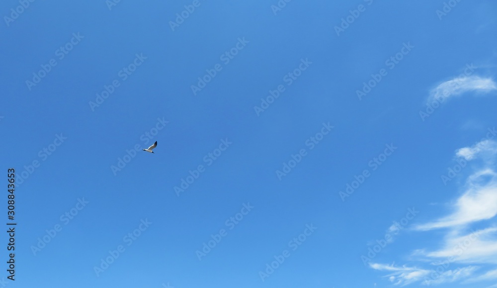Bird in blue sky, natural skies background Bird in blue sky, natural skies background