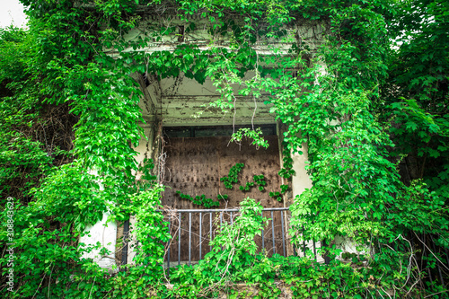 Overgrown abandoned building with boarded door © littleny