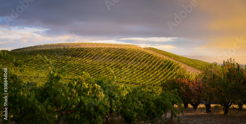 Vineyard in the sunset in autumn 