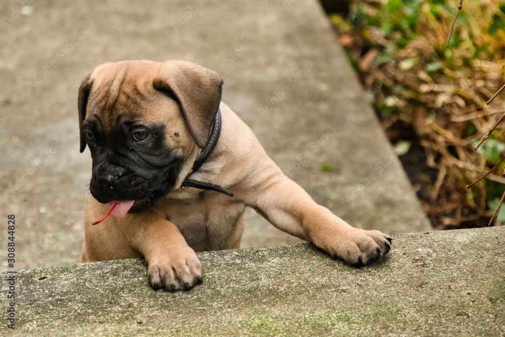2018-12-30 BULL MASTIFF PUPPY WITH A RED STEM IN IT'S MOUTH 2018-12-30 BULL MASTIFF PUPPY WITH A RED STEM IN IT'S MOUTH