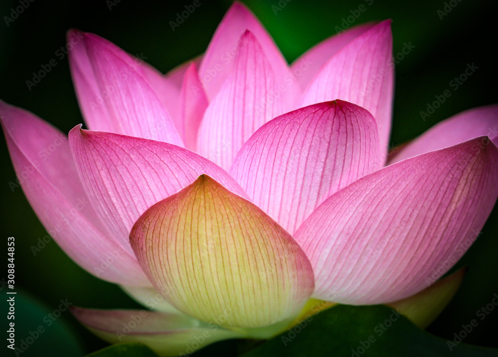 Pink water lily petals close up Pink water lily petals close up