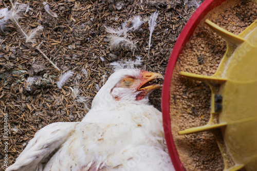 Chicken that died on a chicken farm