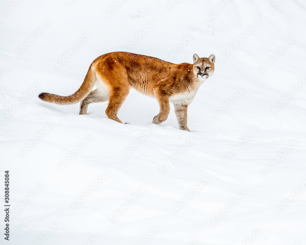 Obraz premium Mointain lion