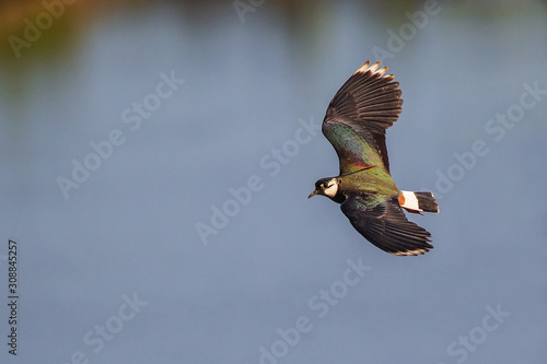 Tableau sur toile Northern Lapwing (Vanellus vanellus) male flying in front of a blue lake, Hesse,