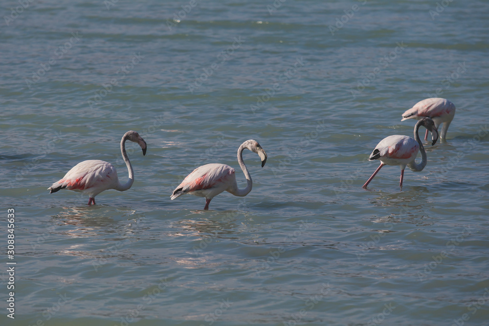 View of Flamingo flock resting standing in water, in Calpe, Las Salinas salt lake, pink flamingos in Alicante Province, Valencia, Spain