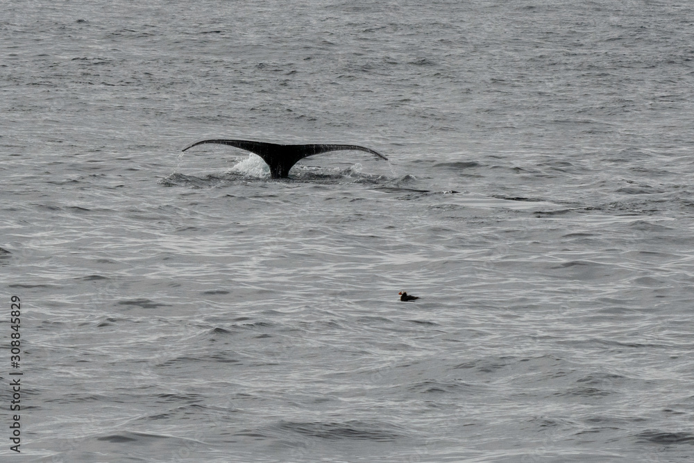 Fototapeta premium Puffin and Whale Tale