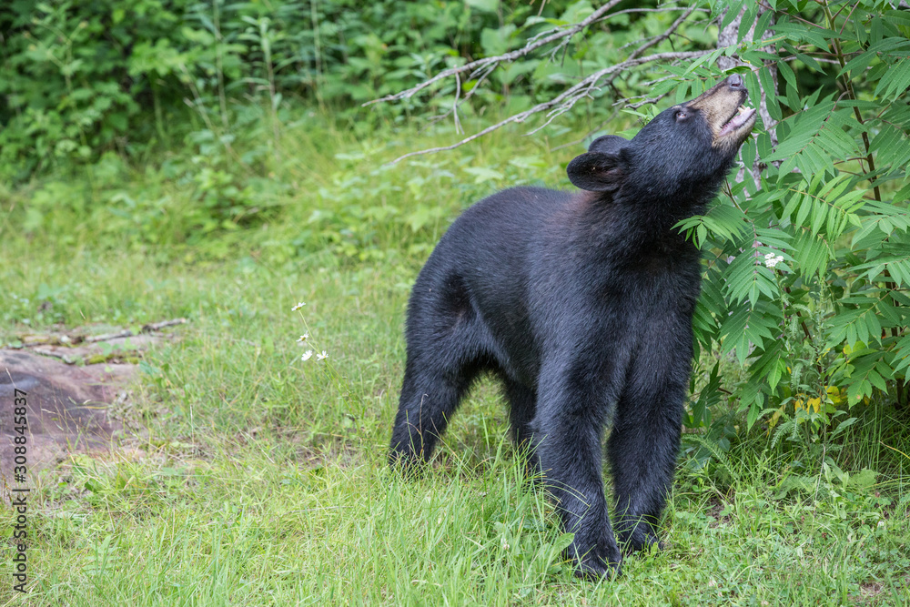 Obraz premium Black bear looking up 