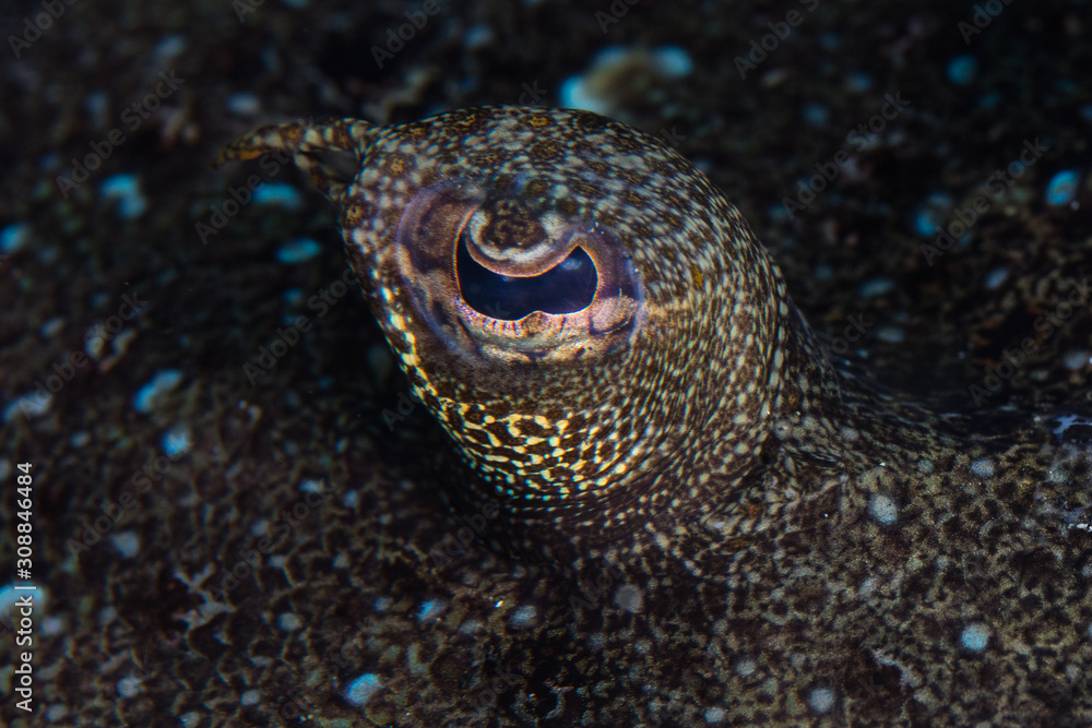 Detail of the eye of a flounder, Bothus sp., lying on the seafloor in