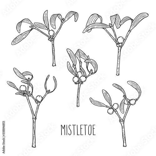 Christmas mistletoe branches set isolated