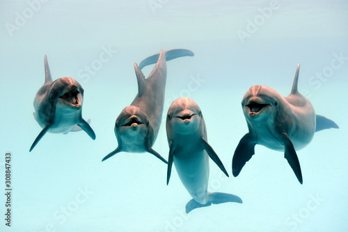 Stampa su tela Dolphin laughing