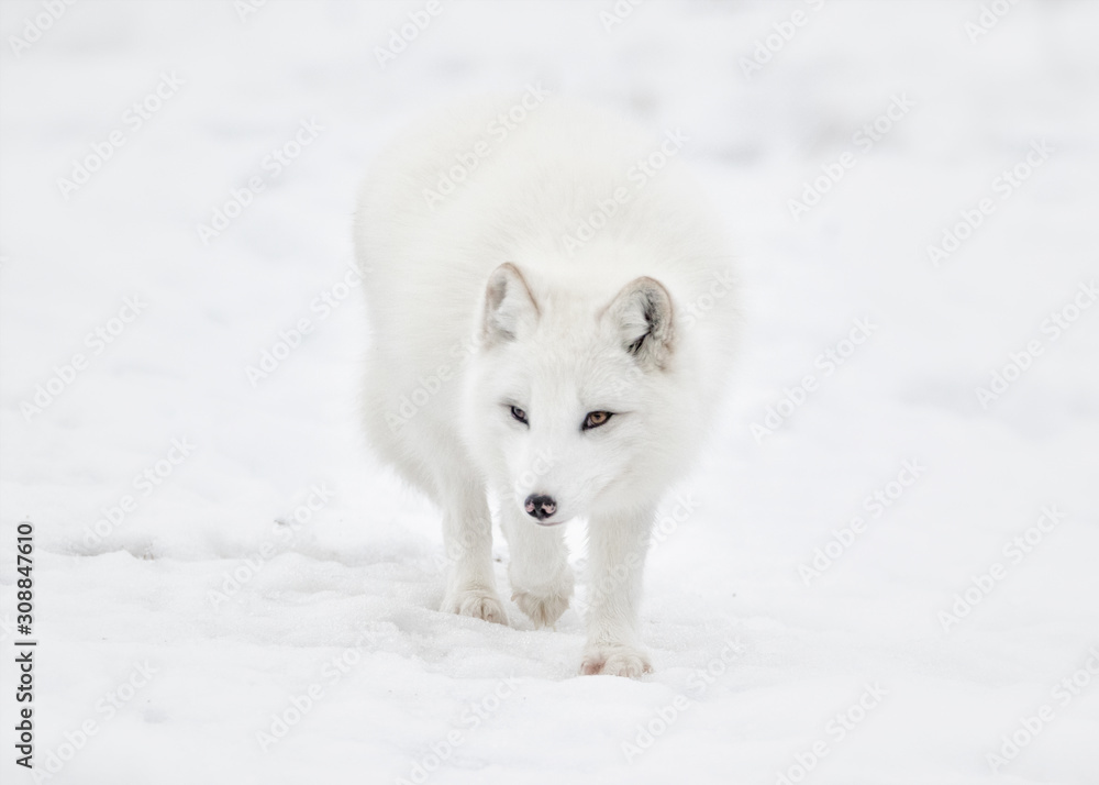 Arctic fox walking in snow