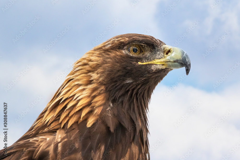 Golden Eagle head extreme close up portrait against blue sky Golden Eagle head extreme close up portrait against blue sky