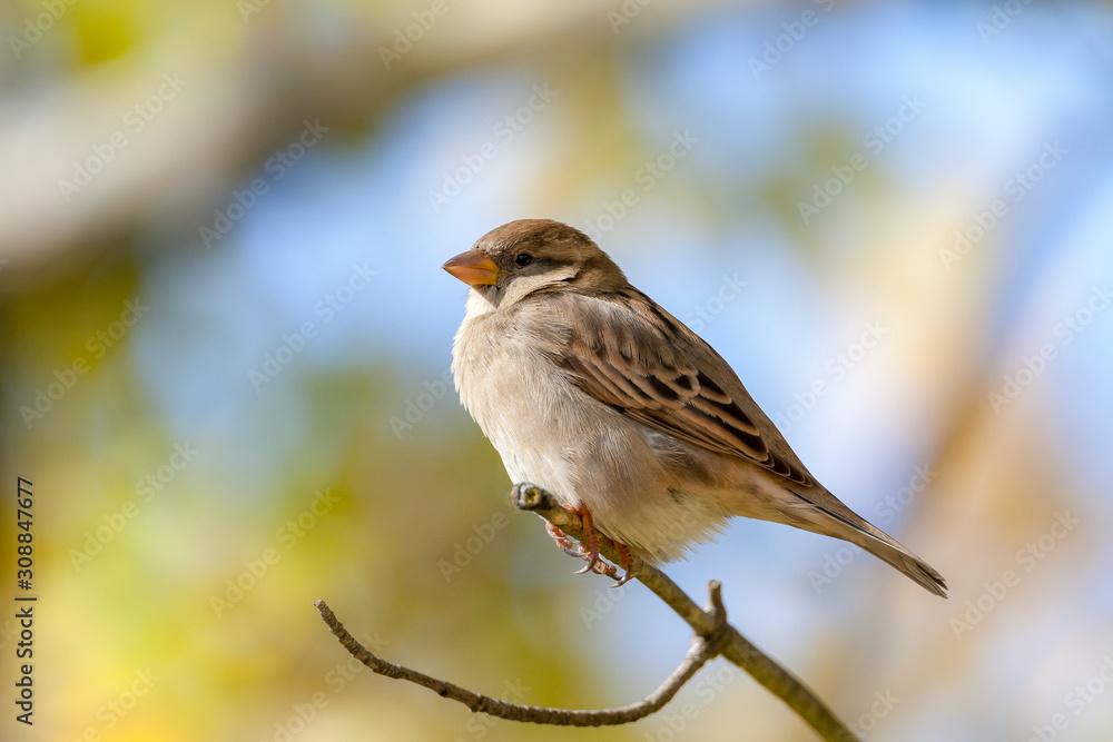 Extreme close up of female House Sparrow bird on branch Extreme close up of female House Sparrow bird on branch