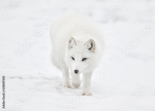 Arctic fox walking in snow