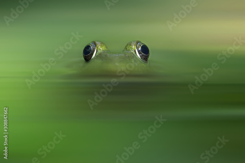 Green Frog eyes sticking out of water hunting camouflage technique