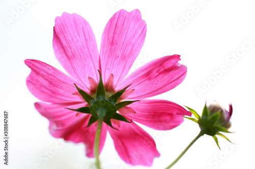 Beautiful cosmos fully blooms upwards under pure sky
