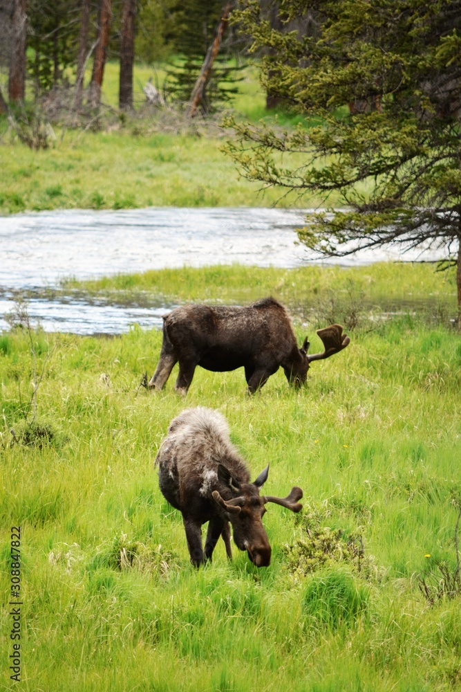 Moose in field Moose in field