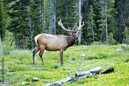 elk in forest