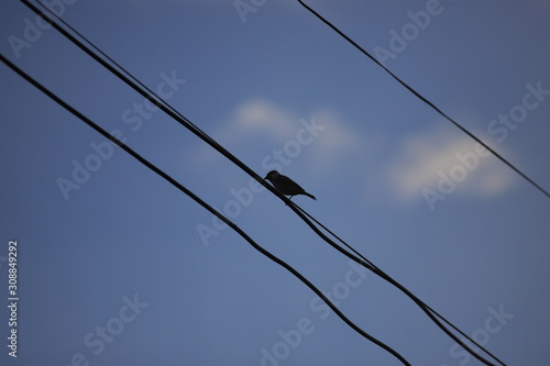 birds on wire © Ukrit