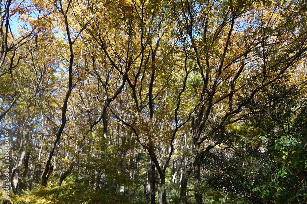 冬の東京の紅葉