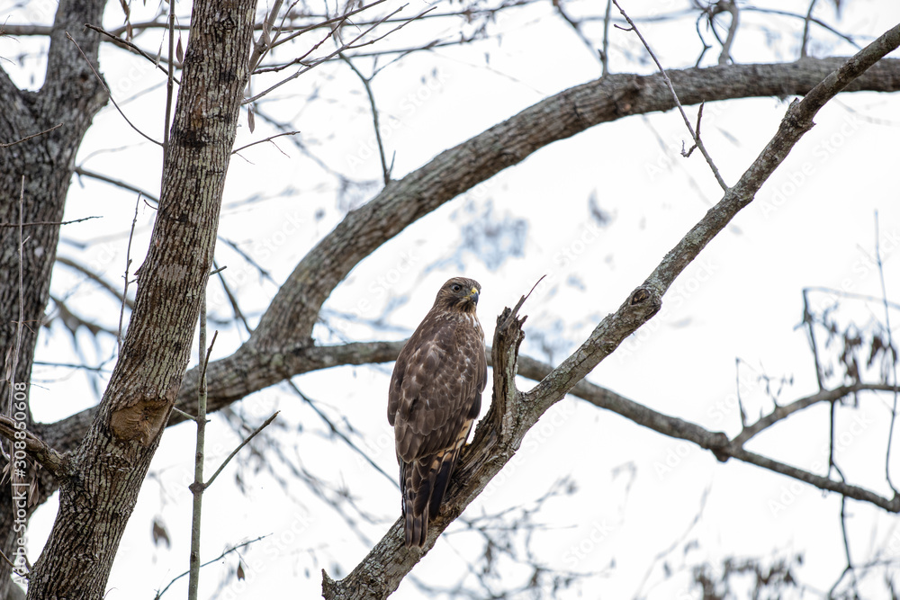 Red Shouldered Hawk 03 Red Shouldered Hawk 03