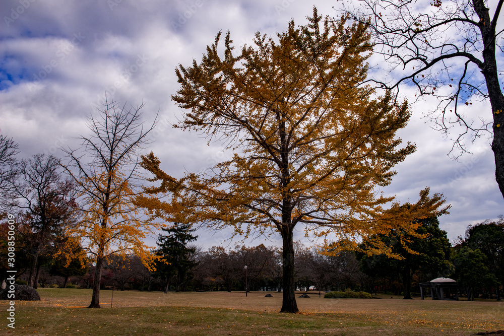 Obraz premium 南立石公園の紅葉
