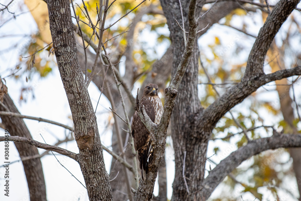 Red Shouldered Hawk 04